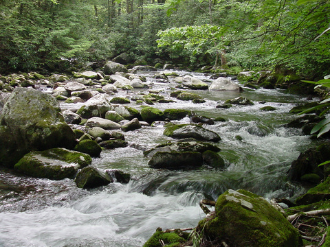 Appalachian Mountain Stream